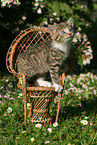 kitten on chair