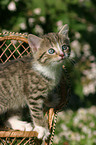 kitten on chair