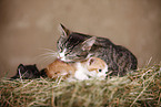 kitten