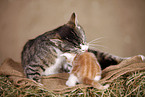 kitten