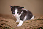 kitten