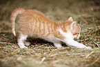 kitten