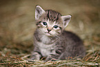 kitten