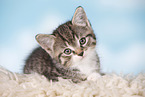 kitten