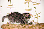 kitten