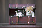 Kittens in wooden box