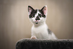 domestic kitten