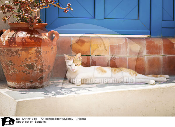 Straenkatze auf Santorin / Street cat on Santorini / TAH-01345