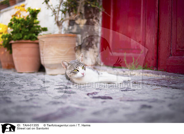 Straenkatze auf Santorin / Street cat on Santorini / TAH-01355