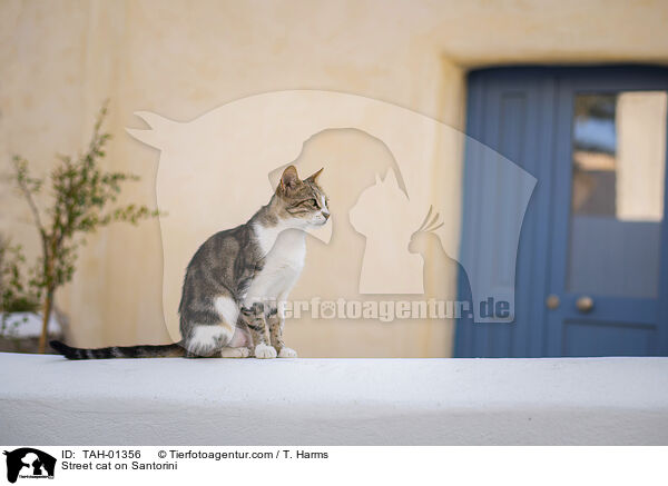 Straenkatze auf Santorin / Street cat on Santorini / TAH-01356