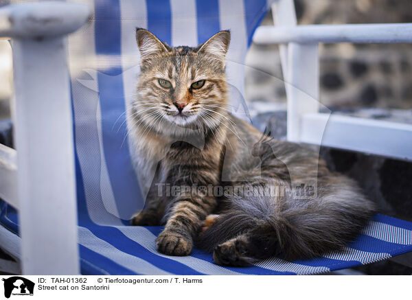 Straenkatze auf Santorin / Street cat on Santorini / TAH-01362