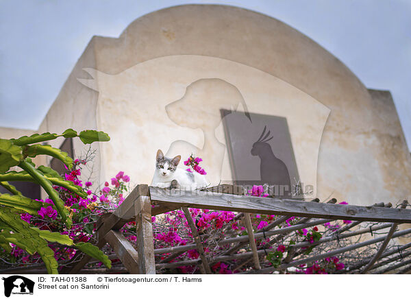 Straenkatze auf Santorin / Street cat on Santorini / TAH-01388