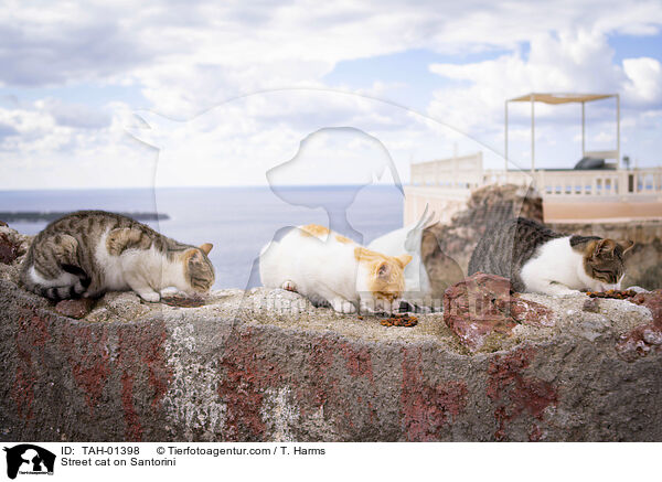 Straenkatze auf Santorin / Street cat on Santorini / TAH-01398