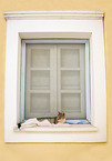 Street cat on Santorini