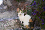 Street cat on Santorini