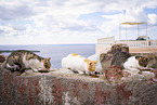 Street cat on Santorini