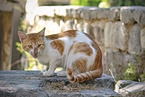 Street cat on greek