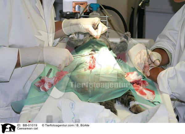 Caesarean cat / BB-01019