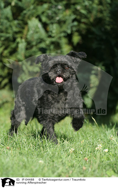 running Affenpinscher / IF-04488