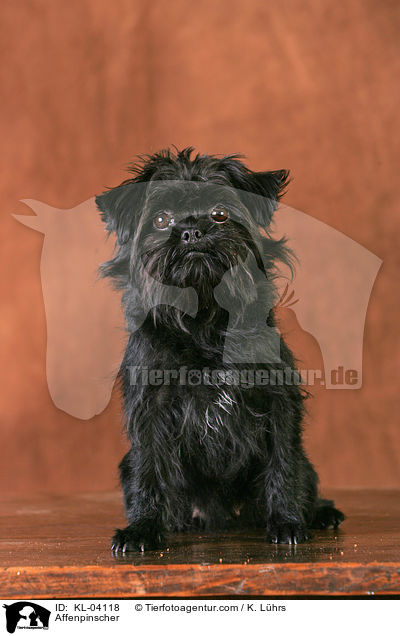 Affenpinscher / KL-04118