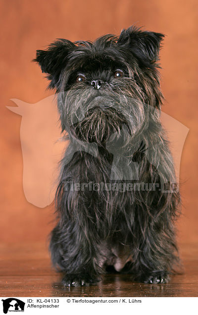 Affenpinscher / KL-04133