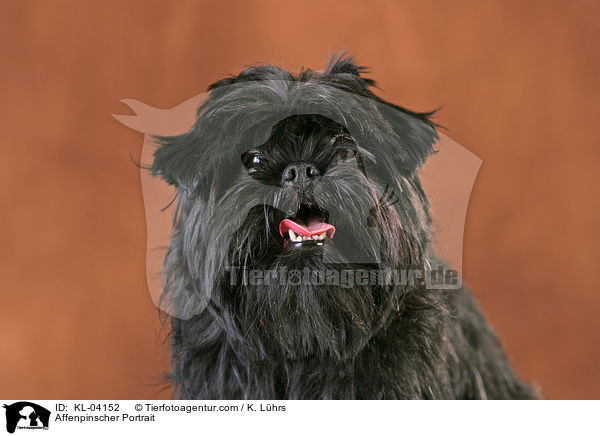Affenpinscher Portrait / KL-04152