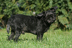 standing Affenpinscher