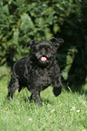 running Affenpinscher