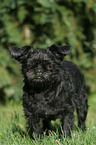 standing Affenpinscher