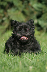 Affenpinscher on meadow