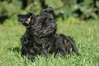 Affenpinscher on meadow