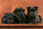 Affenpinscher