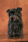 Affenpinscher