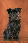 Affenpinscher