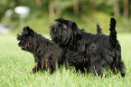 Affenpinscher