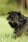 Affenpinscher Portrait