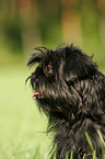 Affenpinscher Portrait