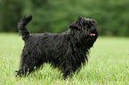 Affenpinscher