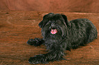 Affenpinscher