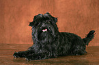 Affenpinscher