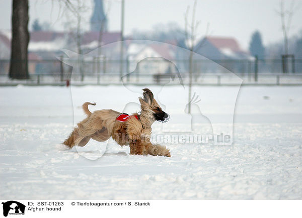 Afghanischer Windhund beim Training / Afghan hound / SST-01263