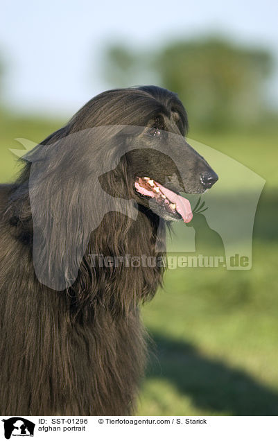 Afghane im Portrait / afghan portrait / SST-01296