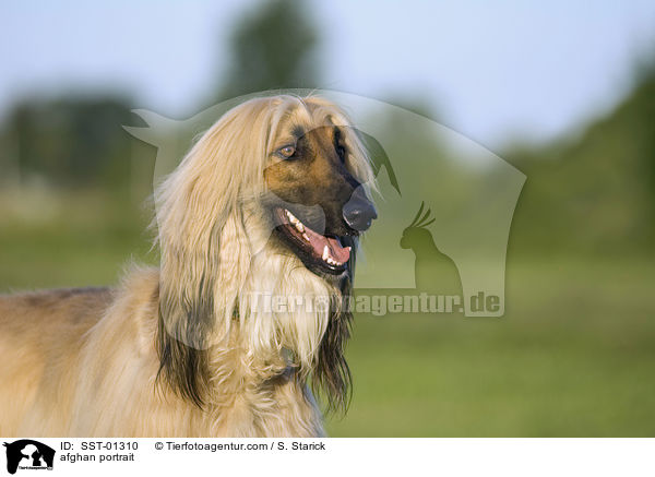 Afghane im Portrait / afghan portrait / SST-01310