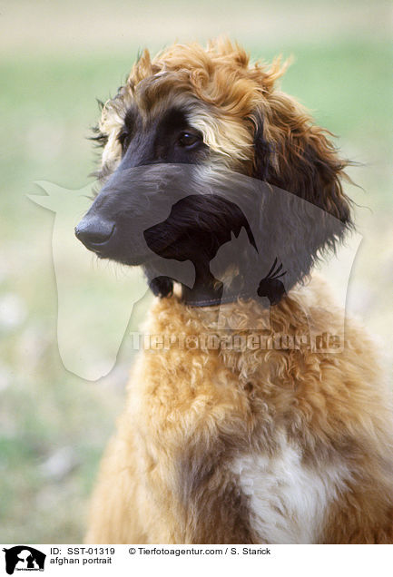 Afghane im Portrait / afghan portrait / SST-01319