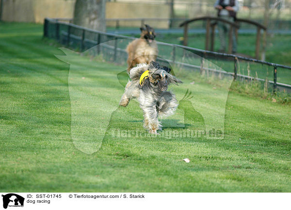 Windhundrennen / dog racing / SST-01745