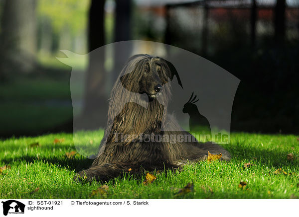 Afghanischer Windhund / sighthound / SST-01921