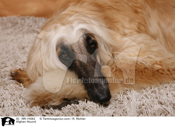 Afghanischer Windhund / Afghan Hound / RR-14982