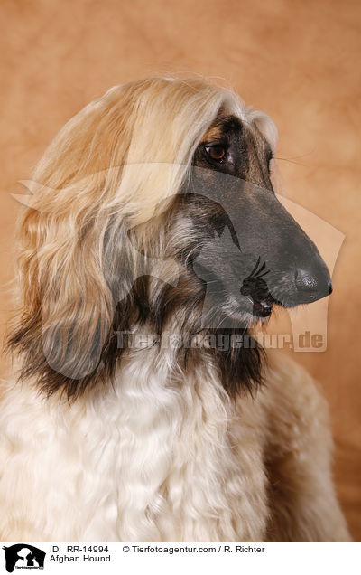 Afghanischer Windhund / Afghan Hound / RR-14994