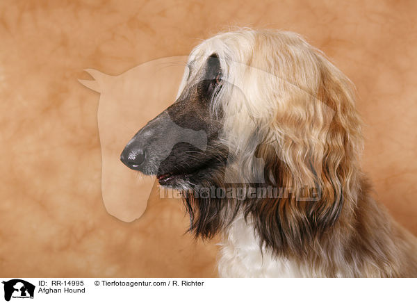 Afghanischer Windhund / Afghan Hound / RR-14995