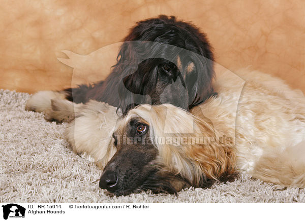 Afghanische Windhunde / Afghan Hounds / RR-15014